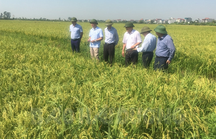 Autumn rice productivity rises by nearly 11 quintals/ ha